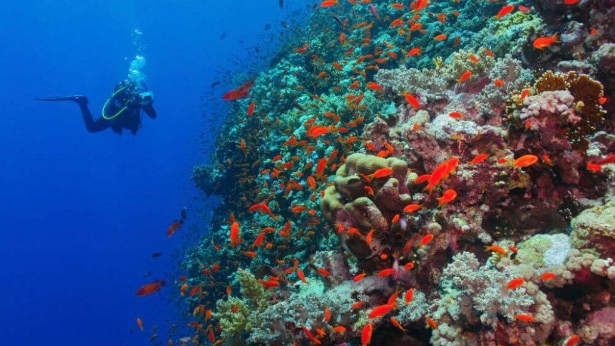 The Red Sea Coast Why Hurghada is the Perfect Year-Round Diving Spot