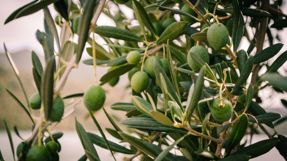 Tunisia’s Olive Groves: How the Sirocco Wind Affects the Harvest